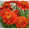Хризантема Аврора: фото и описание