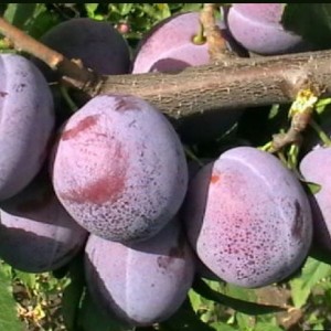 Слива Кубанская Легенда